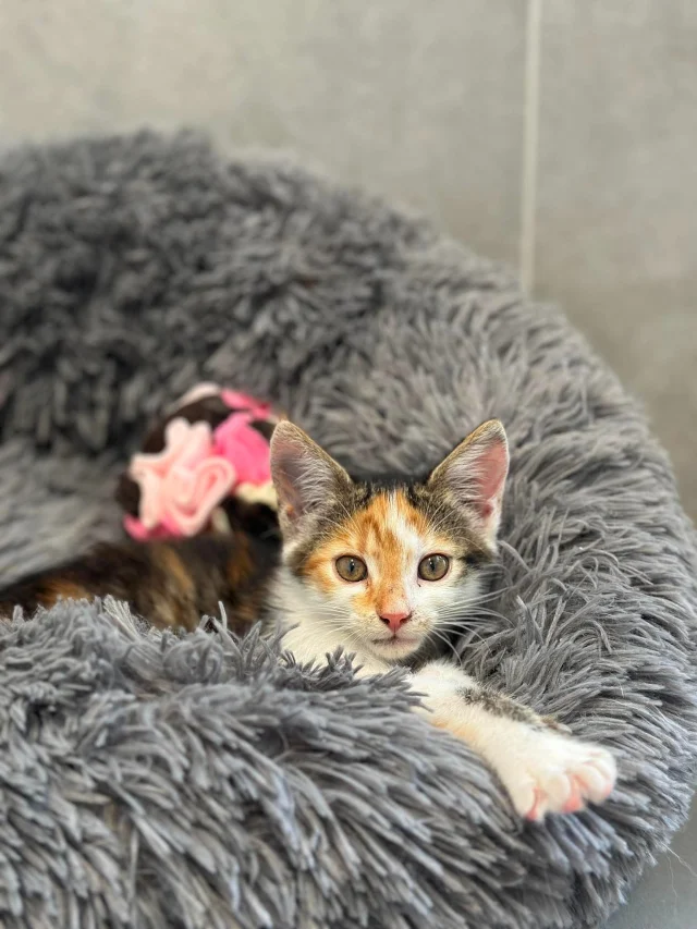 Szukamy domu dla tej małej, uroczej koteczki, obecnie przebywa u nas w przychodni, więcej informacji o niej na naszej recepcji 🏡🐱 Podsyłajcie kocim znajomym, może trafi do czyjegoś serca 👀🩷