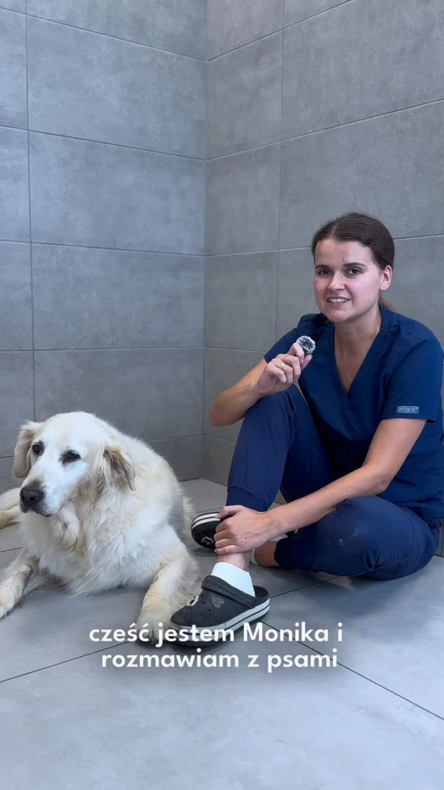 Rozmawiam z psami… brzmi niezwykle? 🐶
Prawda jest taka, że nasza behawiorystka Monika Kot @mam_psiola uczy rozumieć ich język 🫶🏻 Psy komunikują się z nami cały czas, tylko często nie zauważamy ich subtelnych sygnałów 👀✨