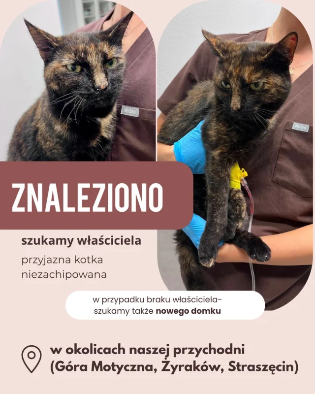 Prosimy o udostępnienia 🔎
📍Znaleziono kotkę (młoda 2-3 lata), w okolicach naszej przychodni, szukamy właściciela, a jeśli się nie znajdzie-  nowego domu dla tej uroczej koteczki 🐈‍⬛
📞 512 898 872