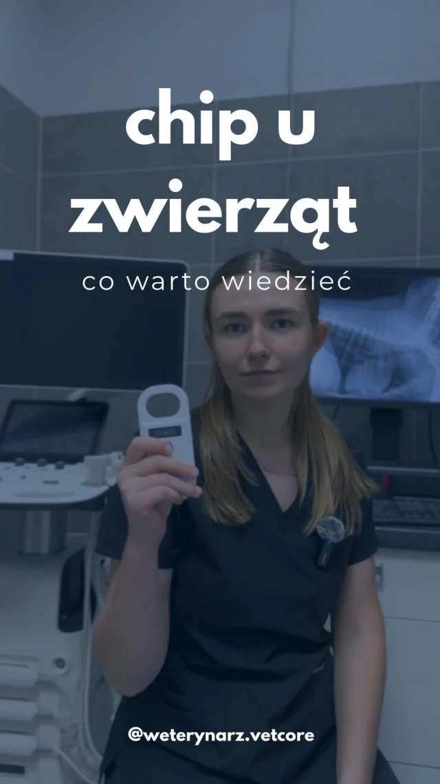Czy widziałeś kiedyś jak wygląda chip, który wszczepiamy pod skórą? 🐈‍⬛🔎 jak wygląda, po co jest i czy ma GPS? 📍🤔 Rozwiewamy wszystkie wątpliwości! 
#mikrochip #chipowaniezwierzat #czipowaniepsow